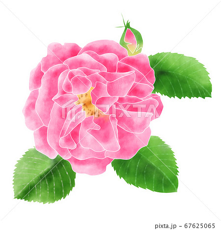 水彩イラスト バラ 水彩イラスト バラ 67625065