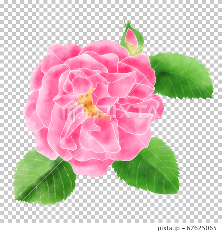 水彩イラスト バラ 水彩イラスト バラ 67625065