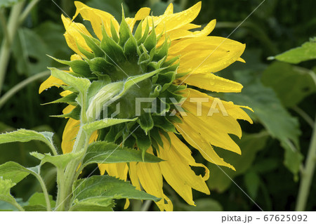 花 花畑 ヒマワリ 67625092