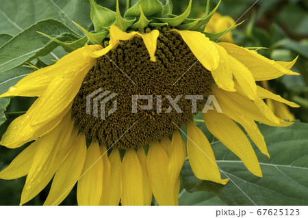 花 花畑 ヒマワリ 67625123