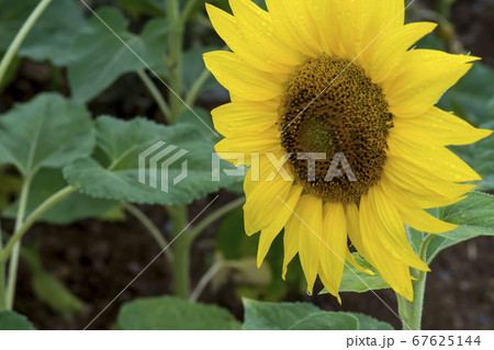 花 花畑 ヒマワリ 67625144