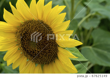 花 花畑 ヒマワリ 67625149