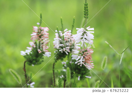 エリカの花　 67625222