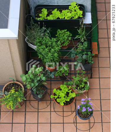 ベランダの植物達 ベランダの植物達 67625233