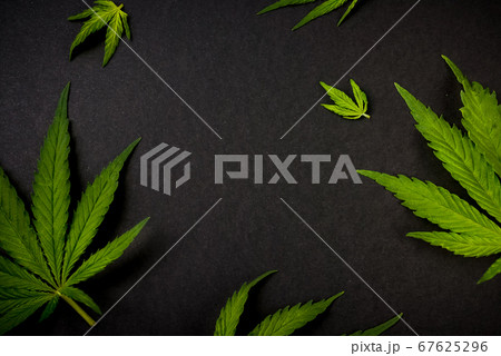 Frame pattern leaves of marijuana, hemp on black background Cannabis background 67625296