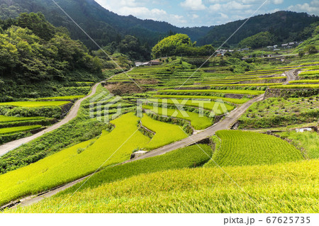 実りの季節を迎えた井仁の棚田 67625735