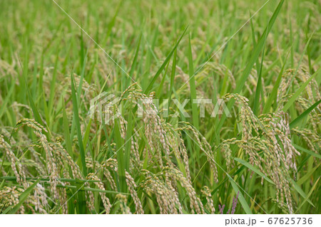 頭を垂れる稲穂 67625736