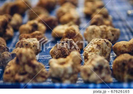 Alba white truffles at the Fiera del Tartufo Alba white truffles at the Fiera del Tartufo 67626165