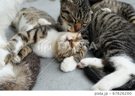 毛ずくろいし合う野良猫家族 67626200