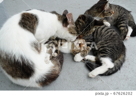 毛ずくろいし合う野良猫家族 67626202