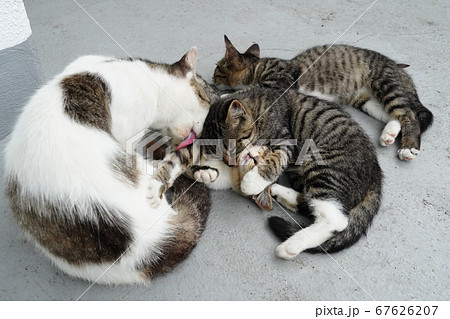 毛ずくろいし合う野良猫家族 毛ずくろいし合う野良猫家族 67626207