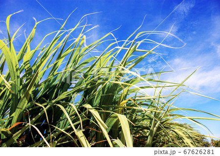Leaves of sugarcane with blue sky. 67626281