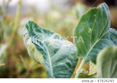 Leaves kale in farm. 67626283