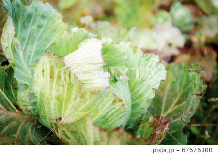 Cabbage on ground. 67626300