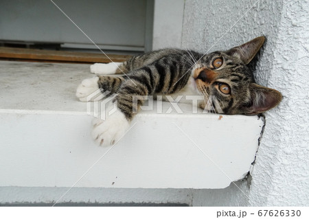 遊び疲れて横になる野良猫の子猫 67626330