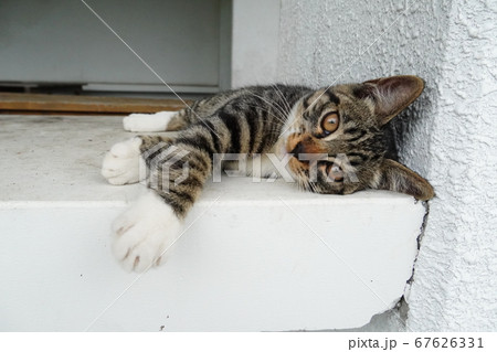 遊び疲れて横になる野良猫の子猫 67626331
