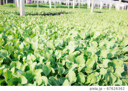 Organic vegetable on plantation. Organic vegetable on plantation. 67626362