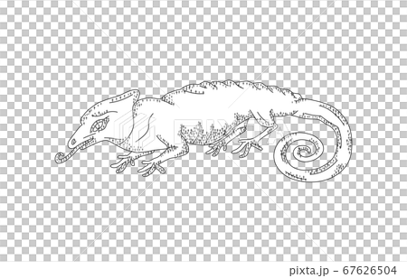 88星座影あり線なし白カメレオン座 67626504