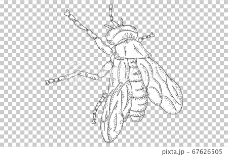 88星座影あり線なし白はえ座 67626505