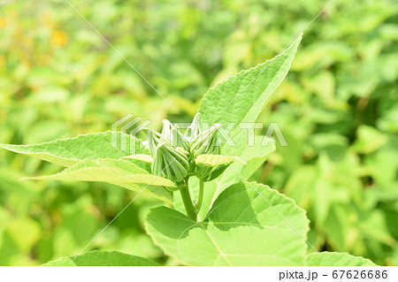ムクゲ 夏 植物 67626686