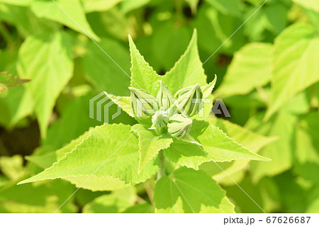 ムクゲ 夏 植物 67626687