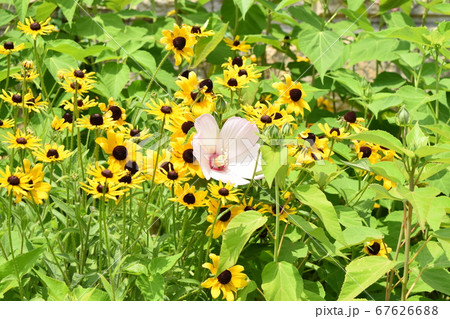 ムクゲ 夏 花 67626688