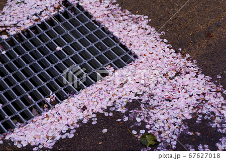 地面に散った桜の花びらの写真素材