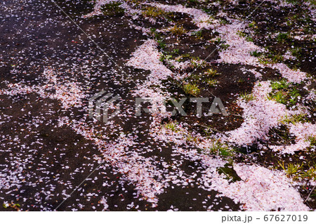 地面に散った桜の花びらの写真素材