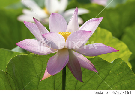蓮の葉 蓮 花 67627161