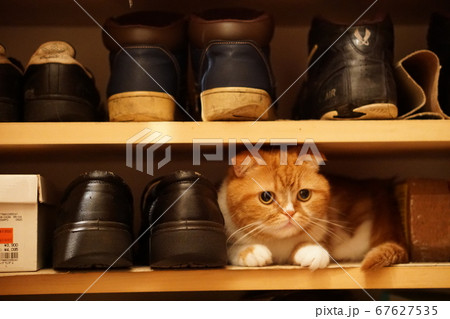 猫　ネコ　スコティッシュ 67627535