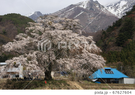 上発知の桜 上発知の桜 67627604