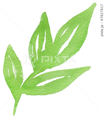 背景-花柄-カラー-葉-植物-素材-パターン-水彩-絵具 67627617