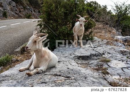Goat in the Canyon of Ardeche in France 67627828