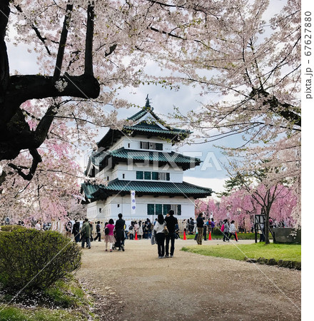 弘前城と桜 67627880