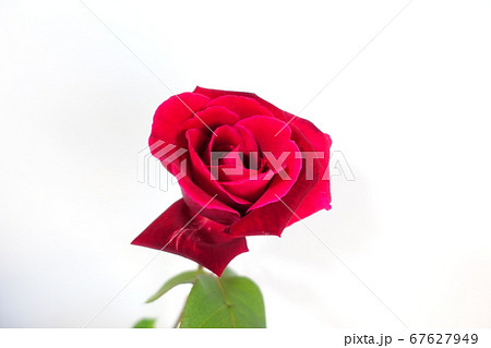 バラ 薔薇 ばら バラ 薔薇 ばら 67627949