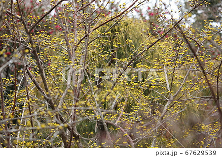 さんしゅゆのつぼみ さんしゅゆのつぼみ 67629539