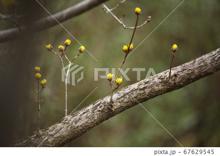 さんしゅゆのつぼみ さんしゅゆのつぼみ 67629545