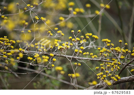 さんしゅゆのつぼみ さんしゅゆのつぼみ 67629583