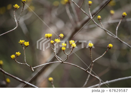 さんしゅゆのつぼみ さんしゅゆのつぼみ 67629587