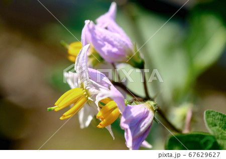 バナナのような雄しべで有名　ワルナスビの花 67629627