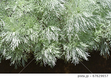 アサギリソウ 朝霧草 の写真素材