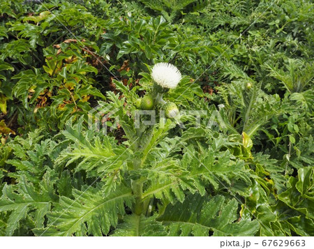 沖縄本島最北端の辺戸岬に咲くシマアザミの白い花の写真素材