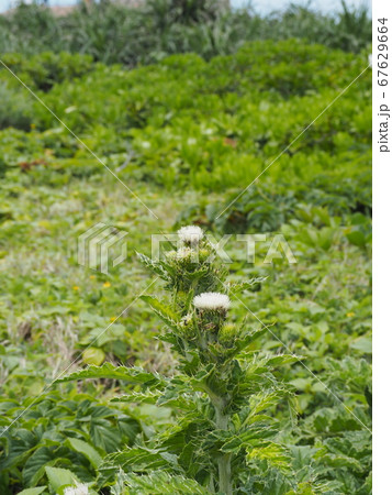 沖縄本島最北端の辺戸岬に咲くシマアザミの白い花 67629664