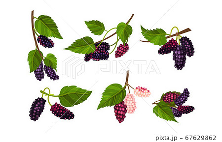 Mulberry Branch With Immature Pink Berries And のイラスト素材