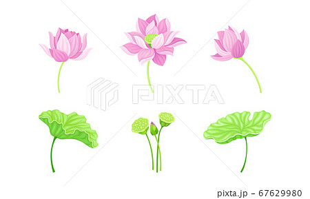 Open Tender Lotus Flower Bud on Leaf Stalk Vector Set 67629980