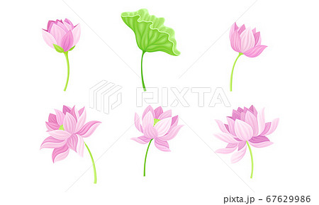 Open Tender Lotus Flower Bud on Leaf Stalk Vector Set 67629986