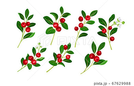 Lingonberry Branches with Oval Leaves Bearing Edible Red Fruit Vector Set 67629988