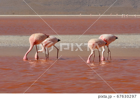 Red waters and flamingos at Colorada Lagoon - South of Bolivia. Red waters and flamingos at Colorada Lagoon - South of Bolivia. 67630297