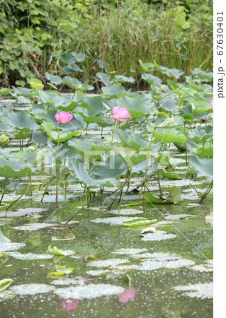 蓮の花 67630401