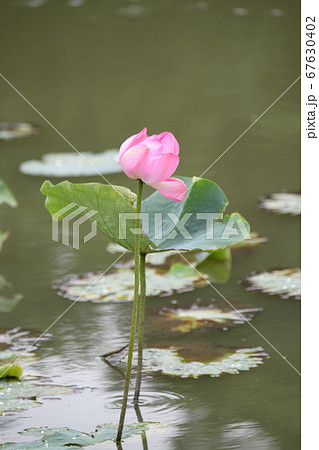 蓮の花 67630402